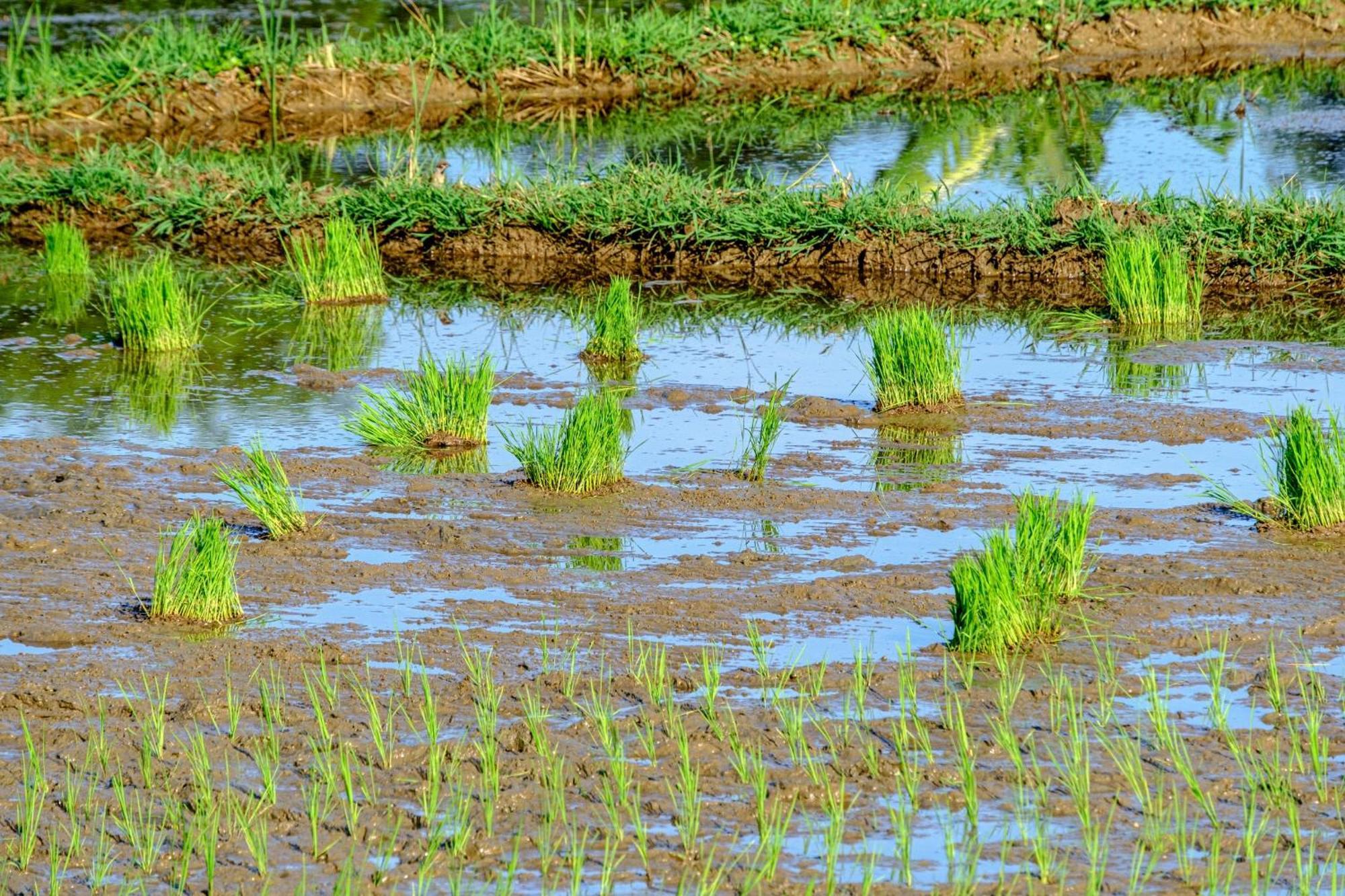 Nha Tan - Mai Chau Homestay And Tours Eksteriør bilde